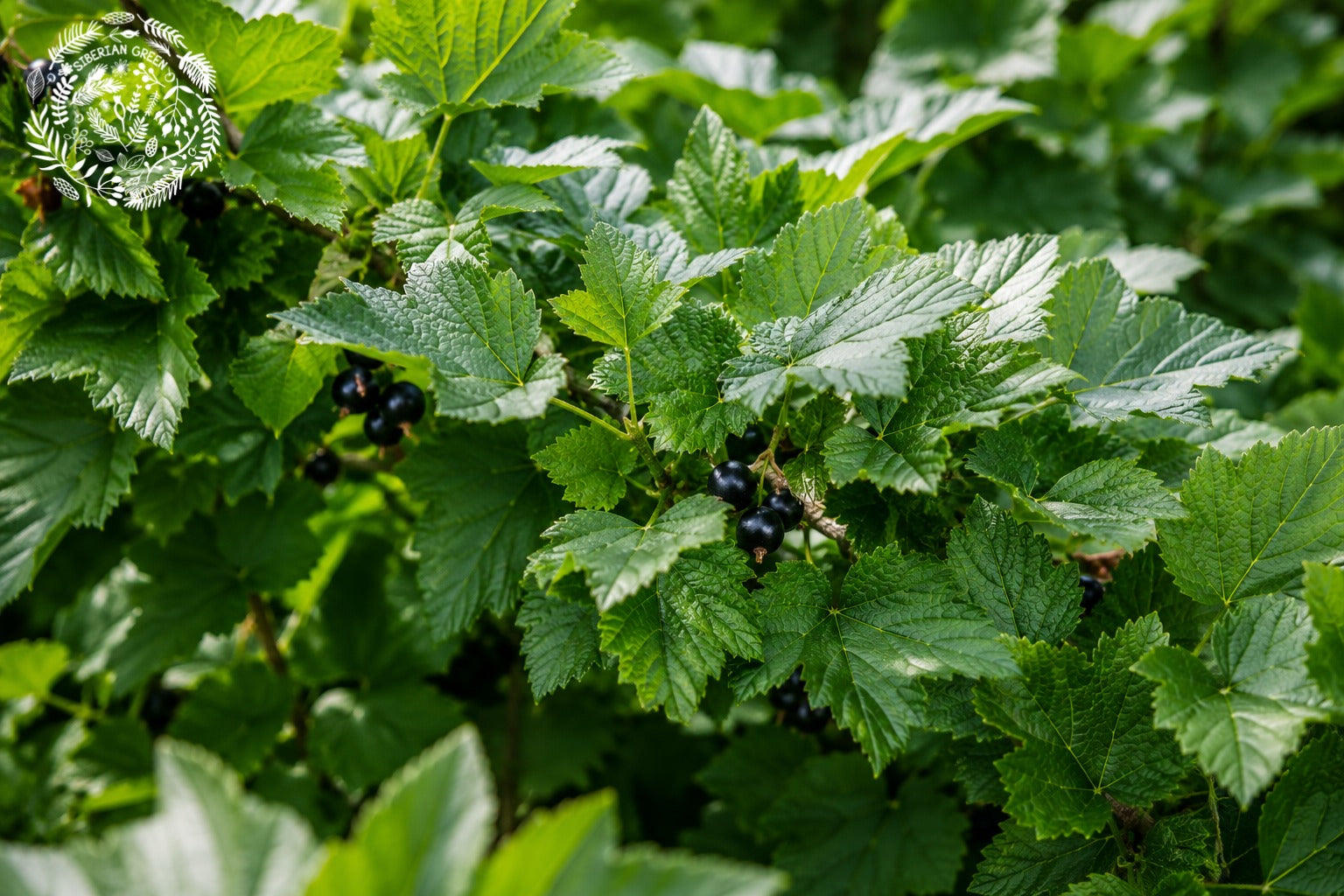 authentic Siberian herbs