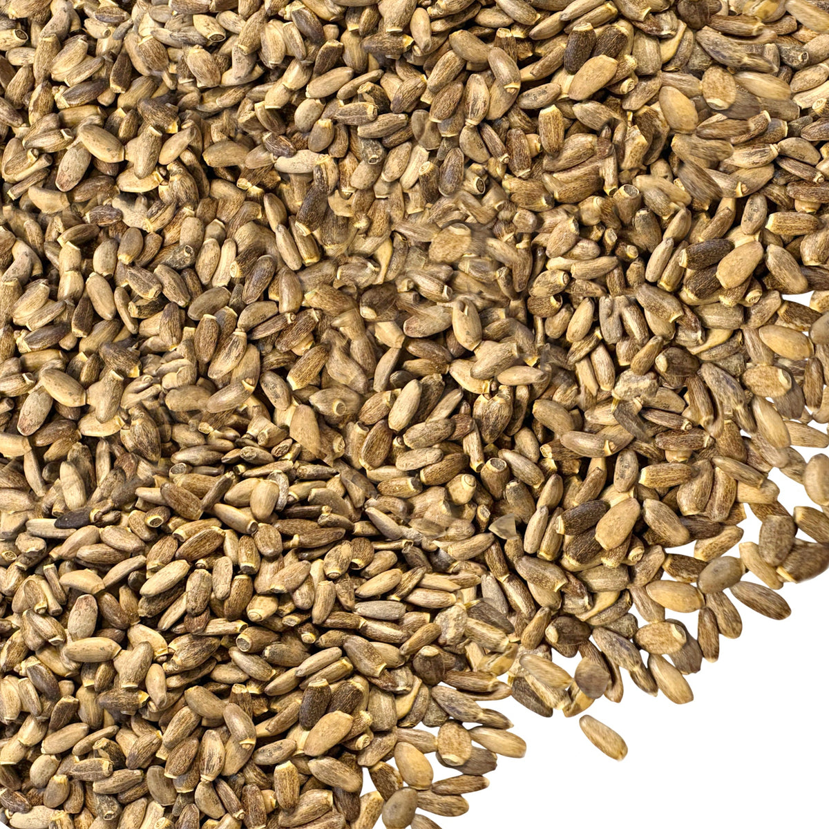 Graines entières séchées de chardon-Marie de Sibérie (Silybum marianum) – riches en antioxydants – 340 g (12 oz)